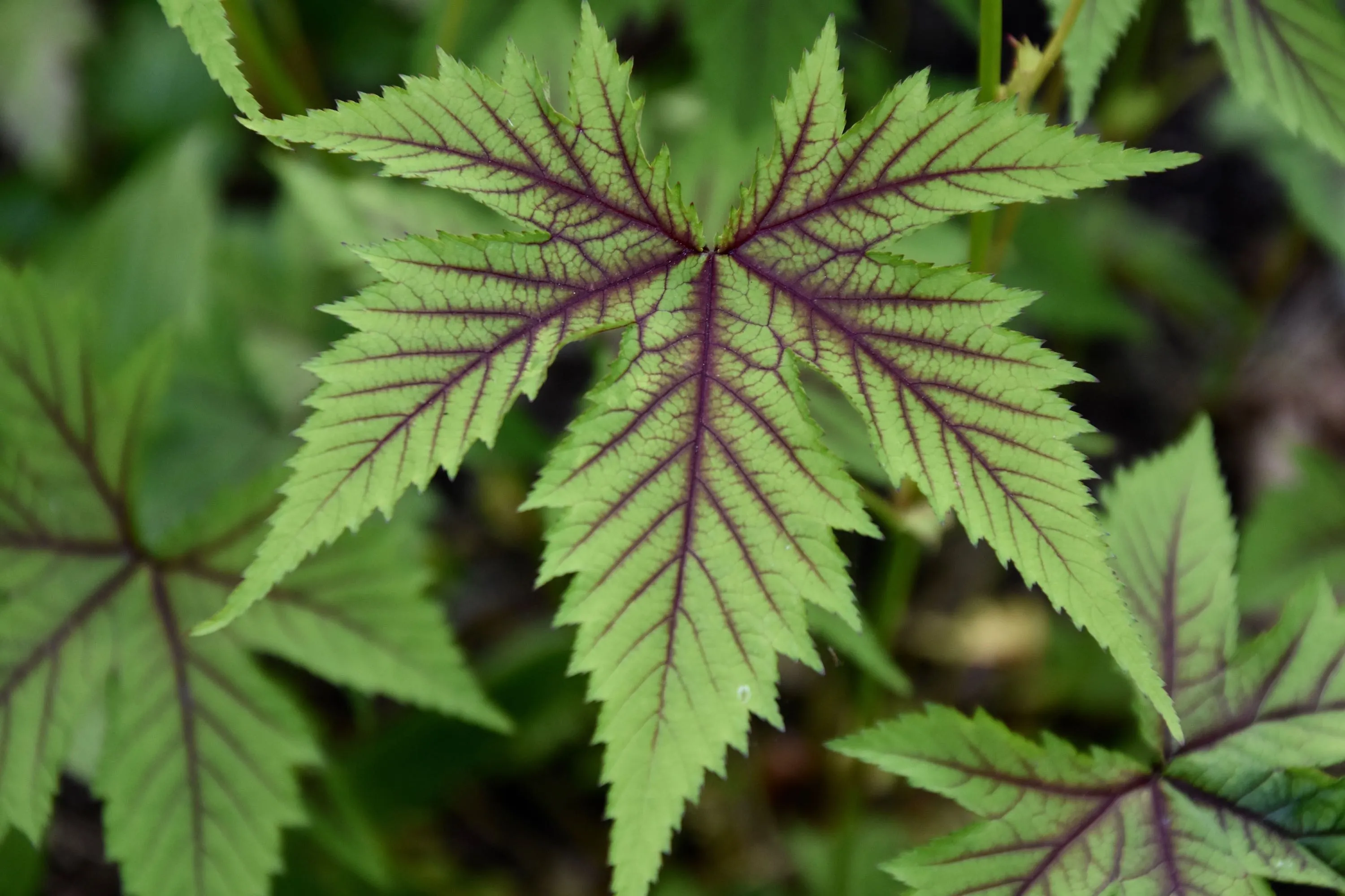 Filipendula palmata 'Red Umbrellas'  (Red Umbrellas Meadowsweet)