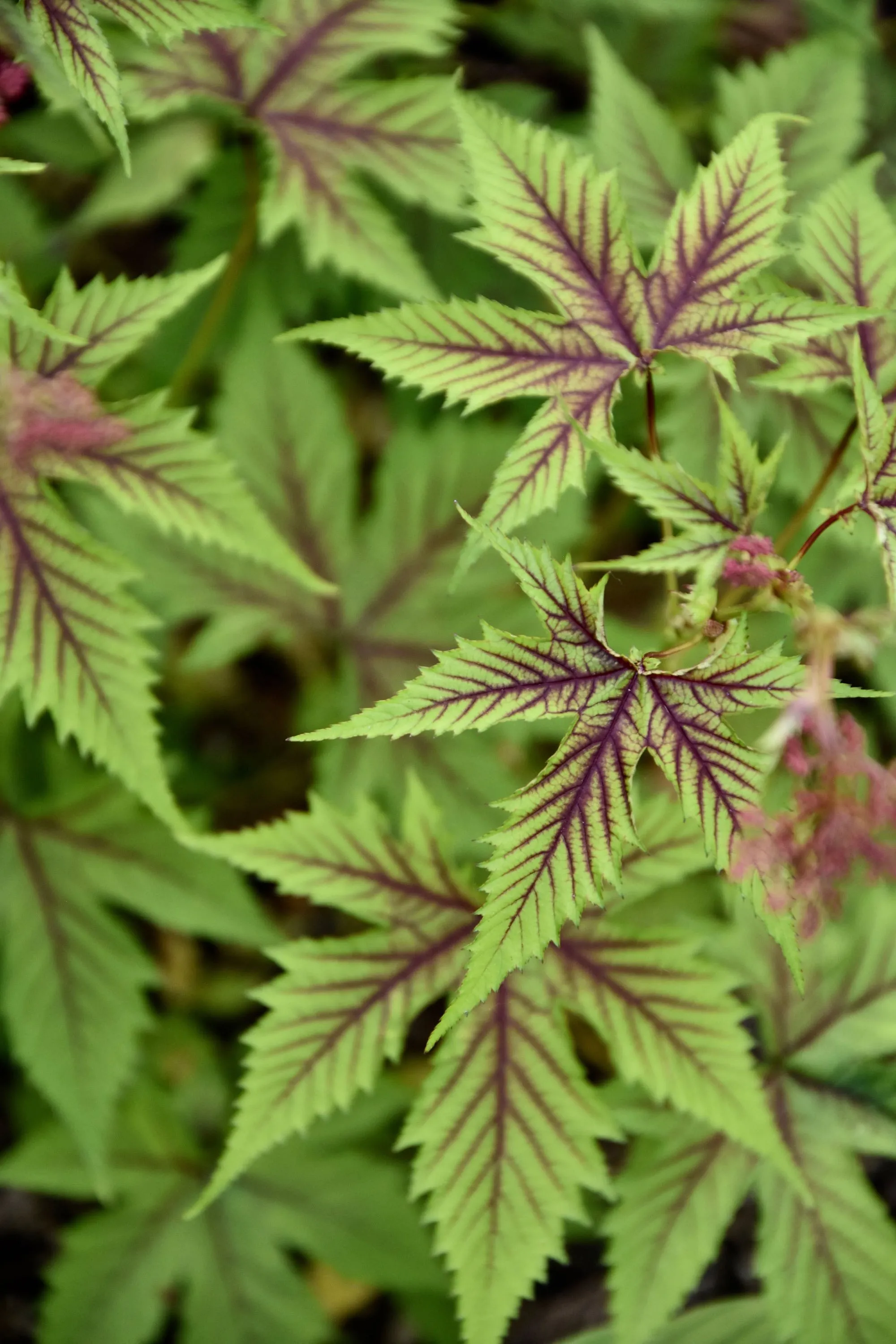 Filipendula palmata 'Red Umbrellas'  (Red Umbrellas Meadowsweet)