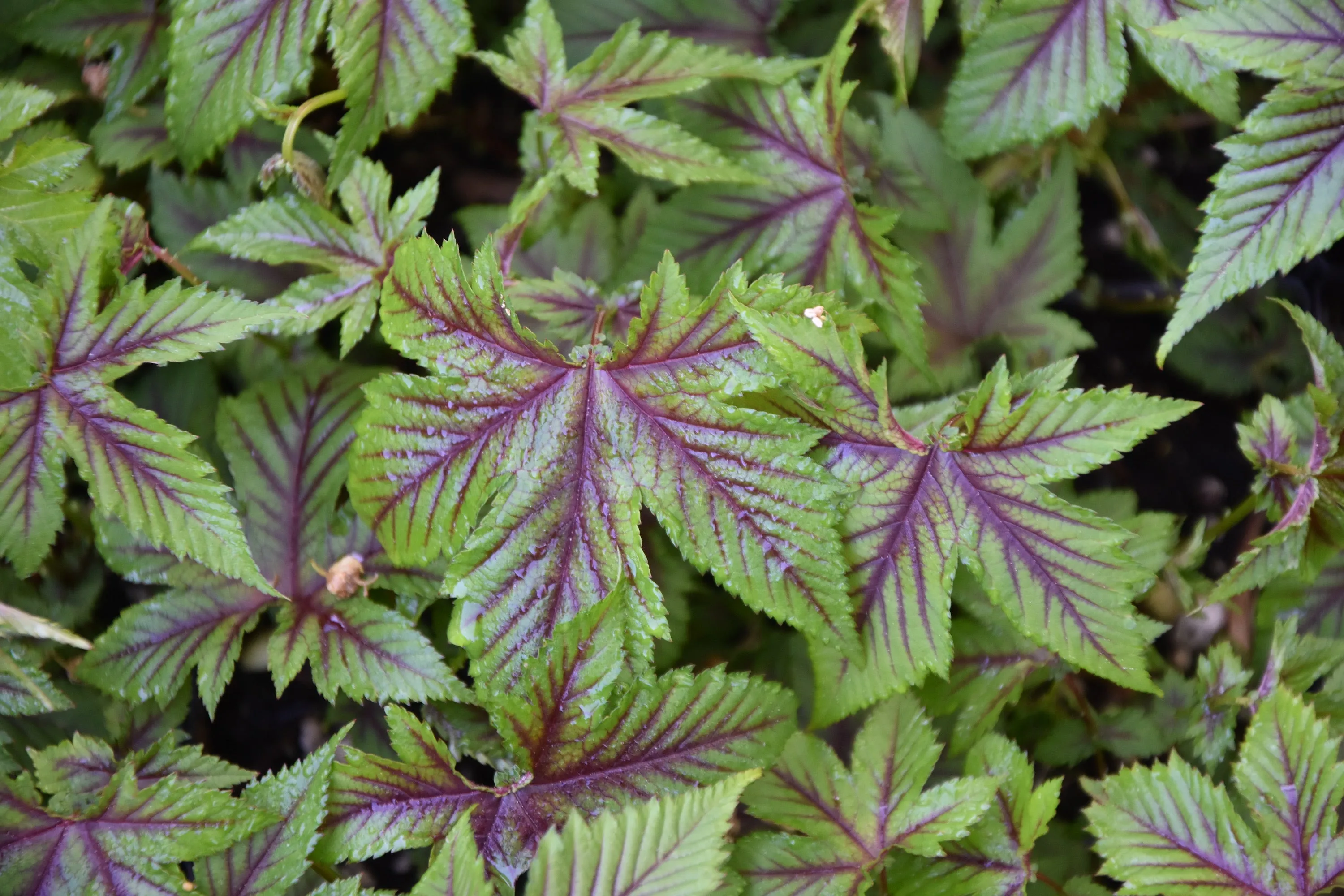 Filipendula palmata 'Red Umbrellas'  (Red Umbrellas Meadowsweet)